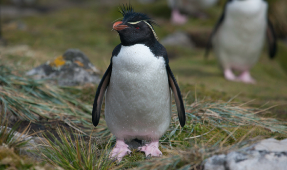 Tipos de pingüinos que se pueden encontrar en Chile Lugares para ver pingüinos en Chile