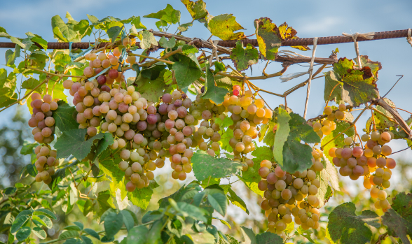 Ubicación y clima de las viñas chilenas Las mejores rutas del vino en Chile