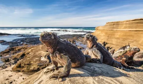 Especies endémicas que existen en Chile Animales extraordinarios